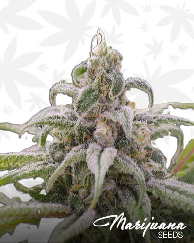 Maui Wowie
