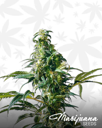 Mexican Sativa
