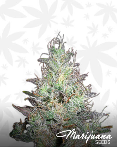 Northern Berry