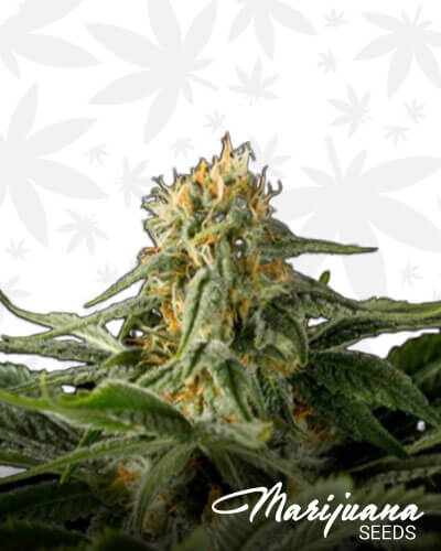 Northern Hashplant