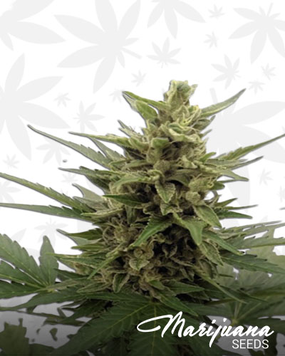 Ogre Berry Strain