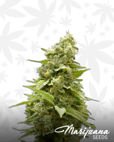 Panzer Kush