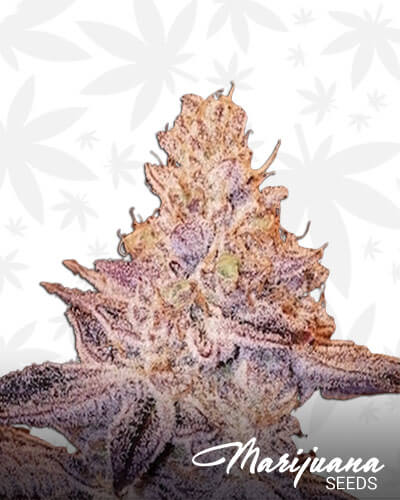Peach Crescendo F 1