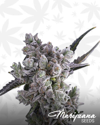 Pearl Scout Cookies