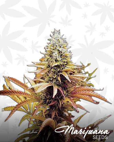 Pele’s Fire OG