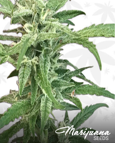 Permafrost