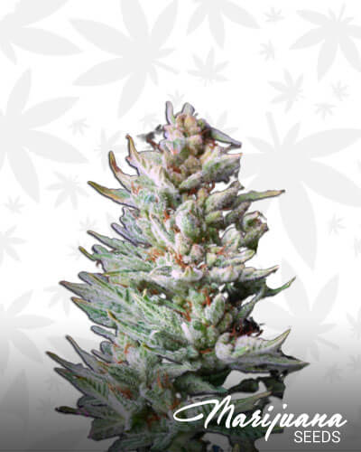 Pez strain