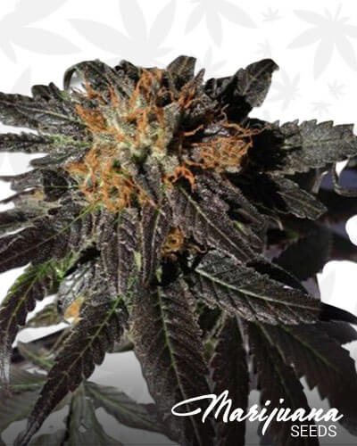 Phantom Cookies