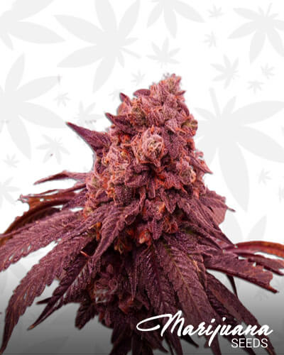 Pheno 51