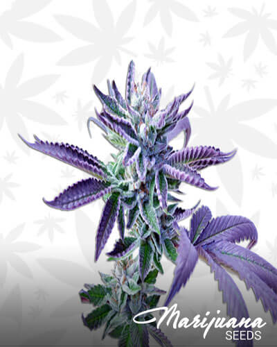 Phishhead Kush