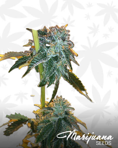Pie Face OG