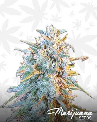 Pine Queen Dream