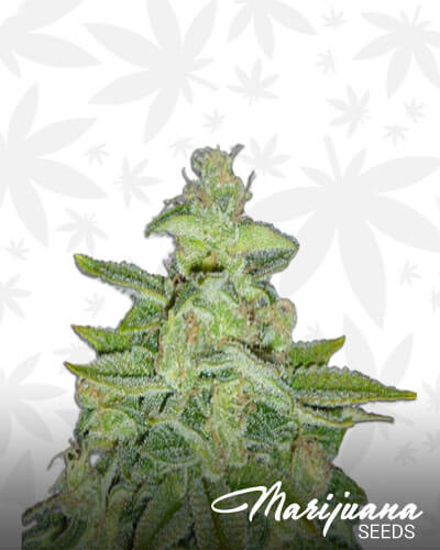 Pineapple Calyx