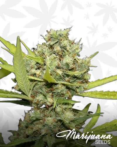 Pineapple Chunck