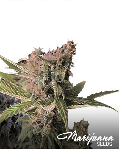 Pineapple Diesel