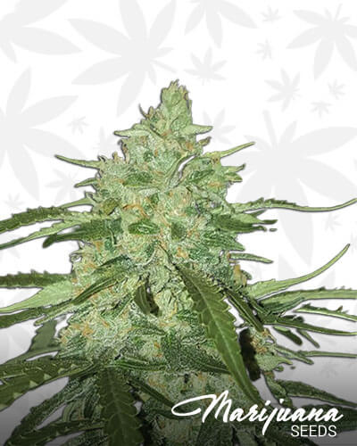 Pineapple Express