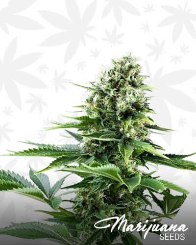 Pineapple Jack