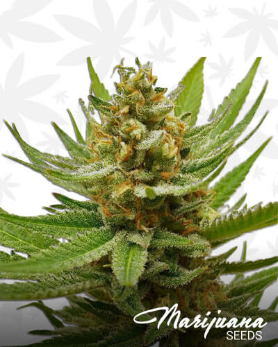 Pineapple Kush