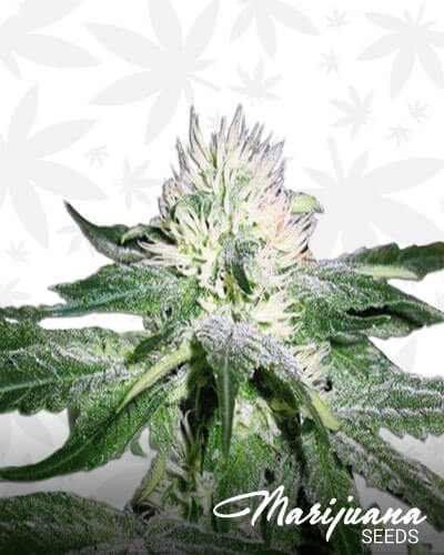 Pineapple Mayhem