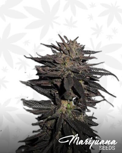 Pineapple Purple Skunk