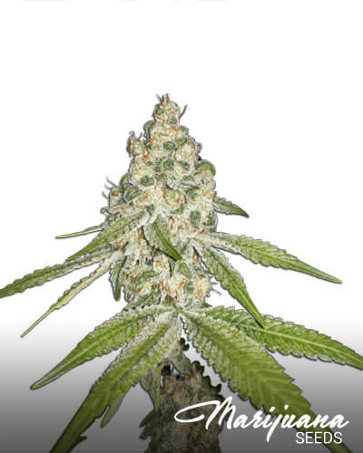 Pineapple SAGE