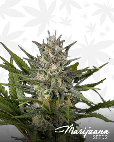 Pineapple Skunk