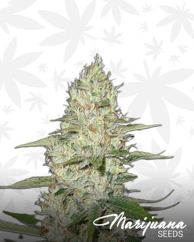 Pineapple Super Silver Haze
