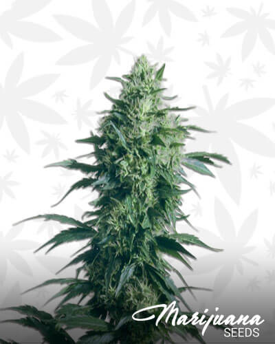 Pineapple Trainwreck