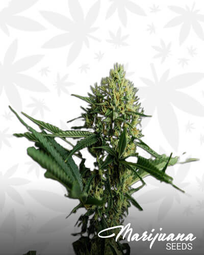 Pineapple Zest