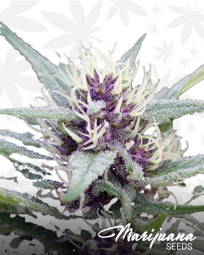 Pink Death Star Strain
