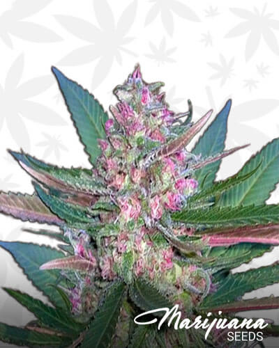 Pink Hawaiian