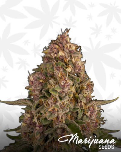 Pink Kush 1