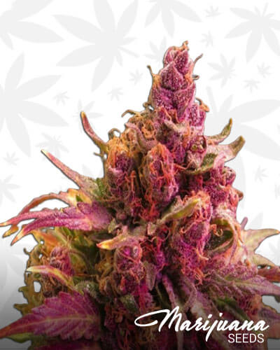 Pink Lemonade