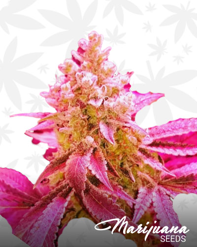 Pink Starburst