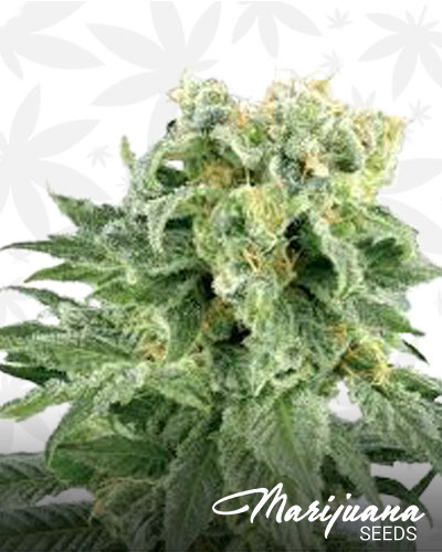 Platinum Bubba Kush