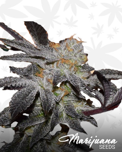 Platinum Calyx