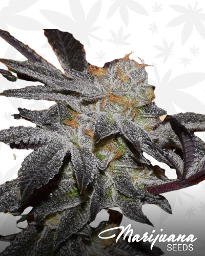 Platinum GSC