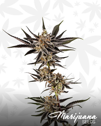 Platinum Huckleberry Cookies