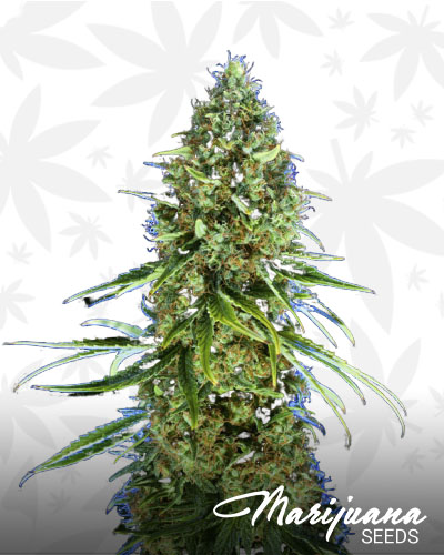 Platinum OG