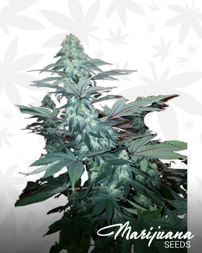 Platinum Sour Diesel