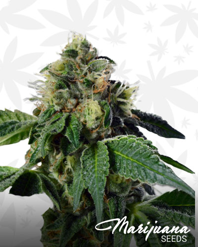 Platinum Wreck