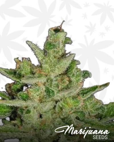 Poison Haze 1