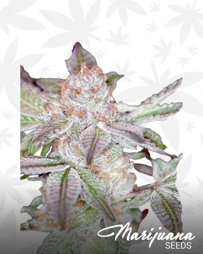 Power Purps