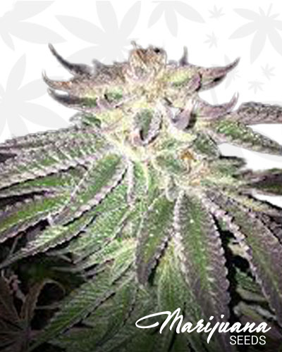 Pre 98 Bubba Kush