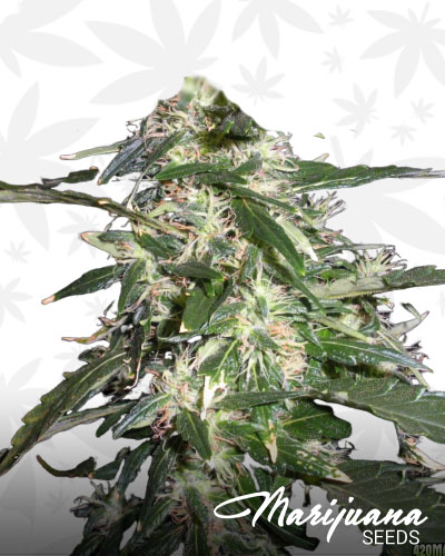 Puna Budder