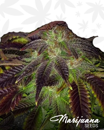 Purple Alien OG