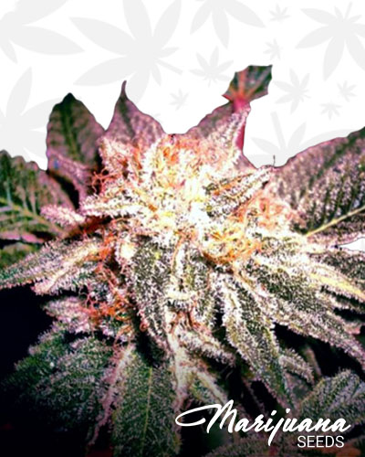 Purple Animal Cookies