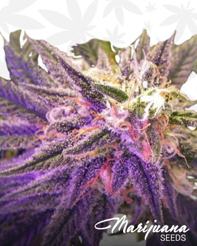 Purple Aurora