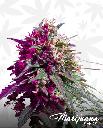 Purple Berry Skunk