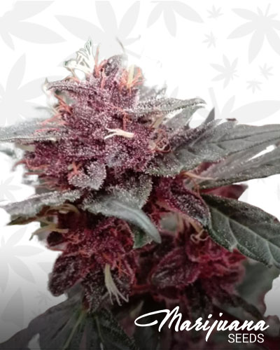 Purple Buddha